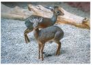 dikdik